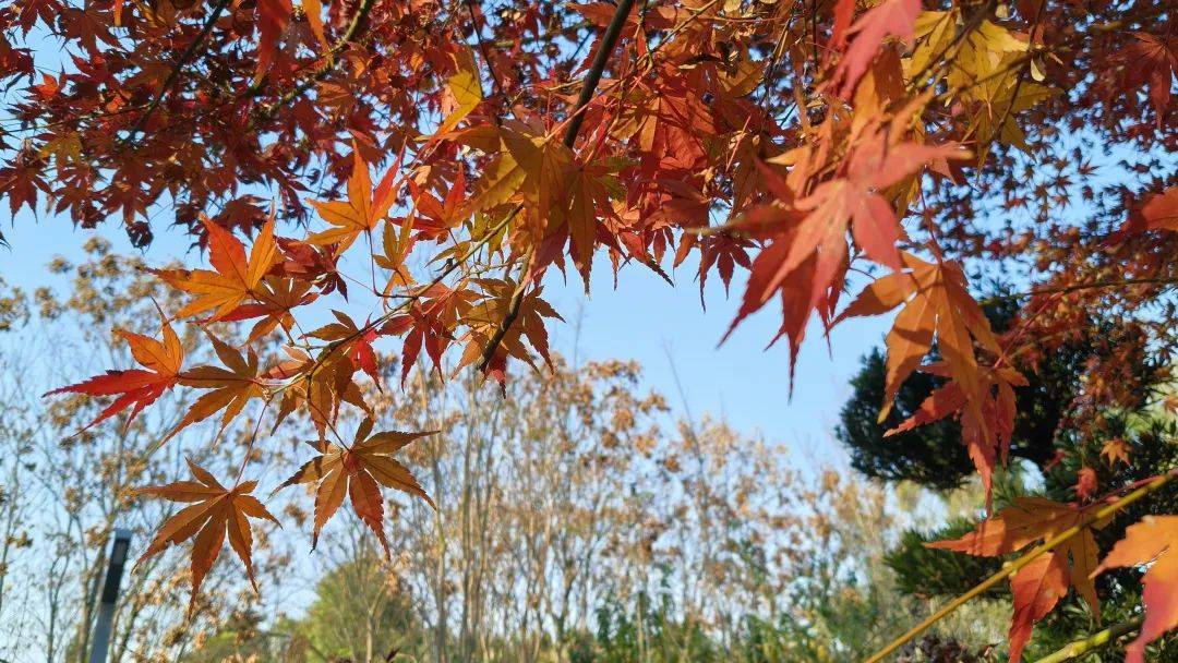 【影画湘西】吉首花果山红叶似火