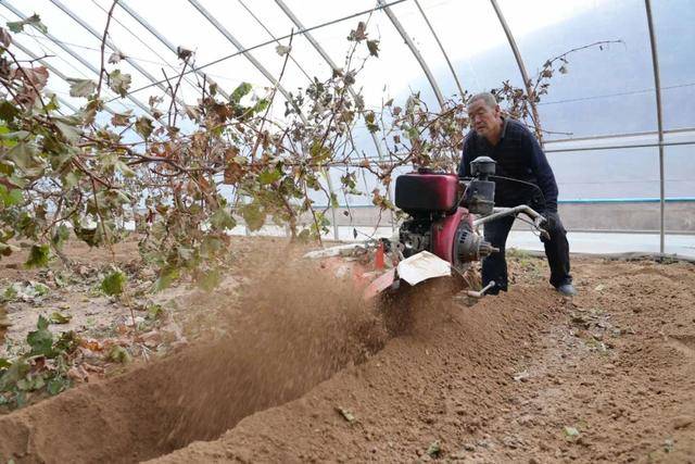 陕西子长市栾家必赢app坪街道：大棚种植开启致富新征程(图3)