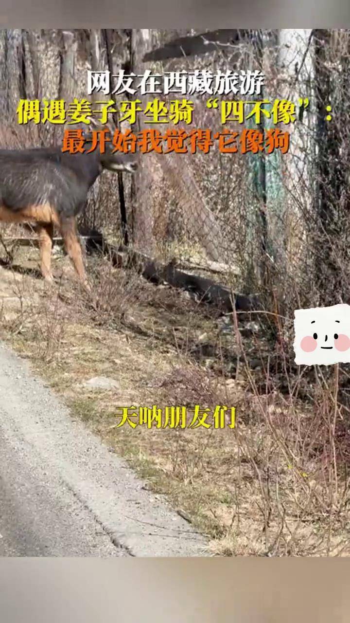 12月16日,女子在西藏旅游时偶遇"四不像"动物,学名中华鬣羚,是国家