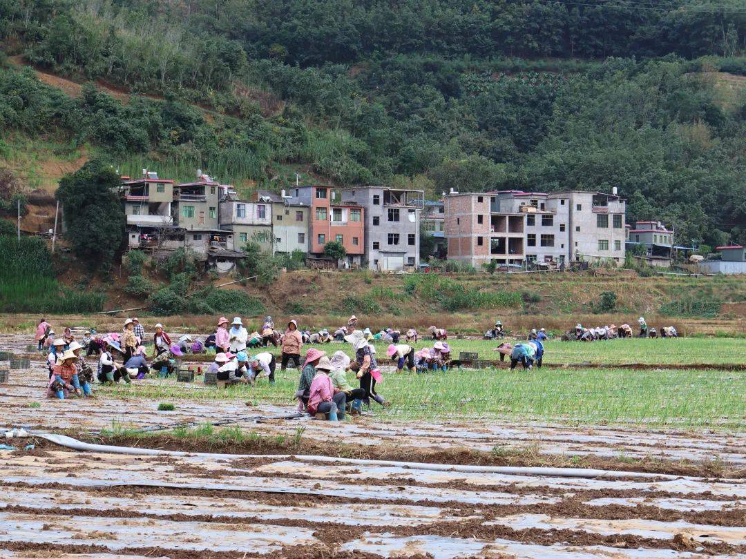 老勐镇:"家门口"就业!简直不要太幸福