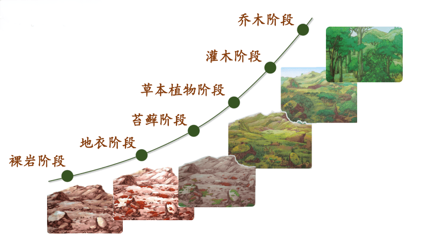 植被类型模式图图片