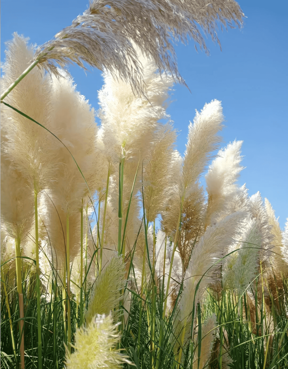 芦苇春夏秋冬的样子图片