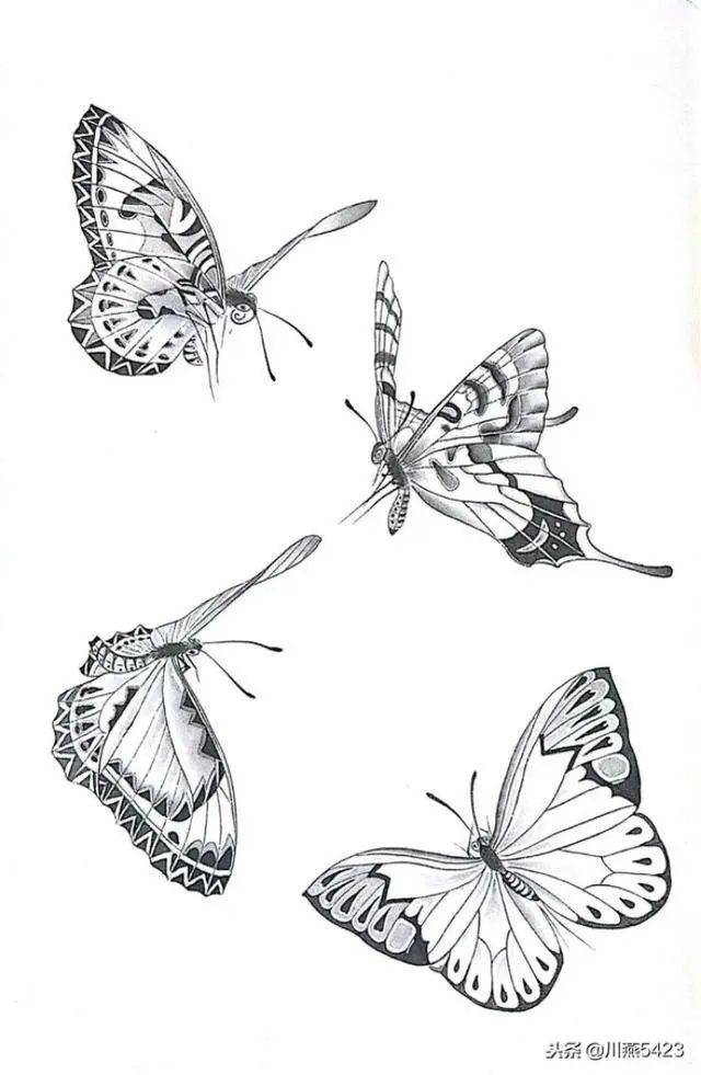 素材 | 一组漂亮的蝴蝶工笔素材44图 请收藏