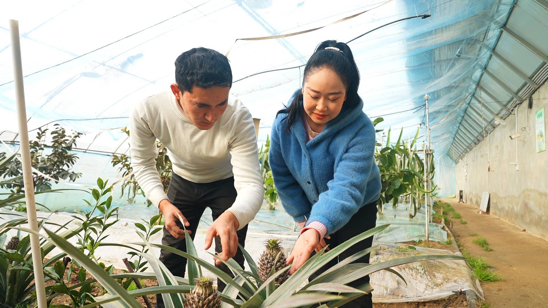 墨玉县这开云体育下载个村种植的热带水果 结果啦(图1)