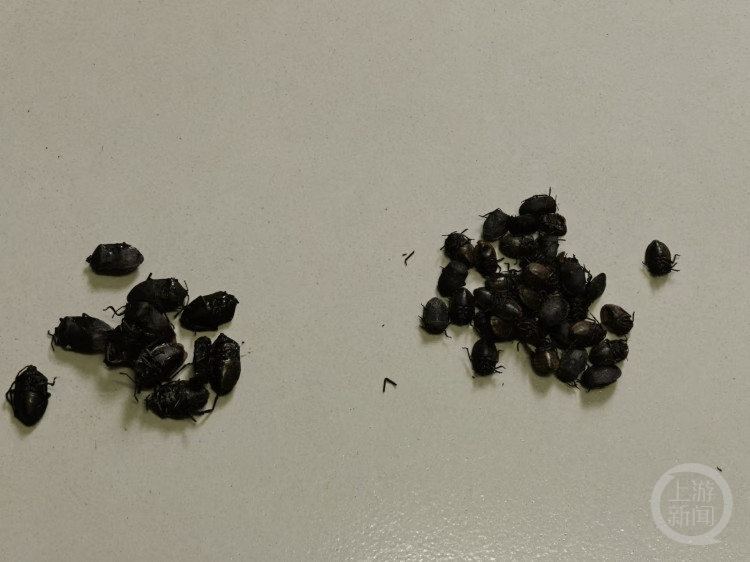 买的是中药材收到的却是不能入药的虫子