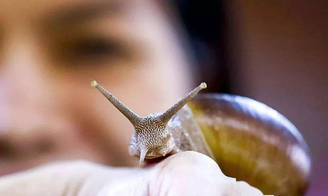 图片[22]-开启泰国非遗之旅，特色“马杀鸡”你知道多少？ -华闻时空