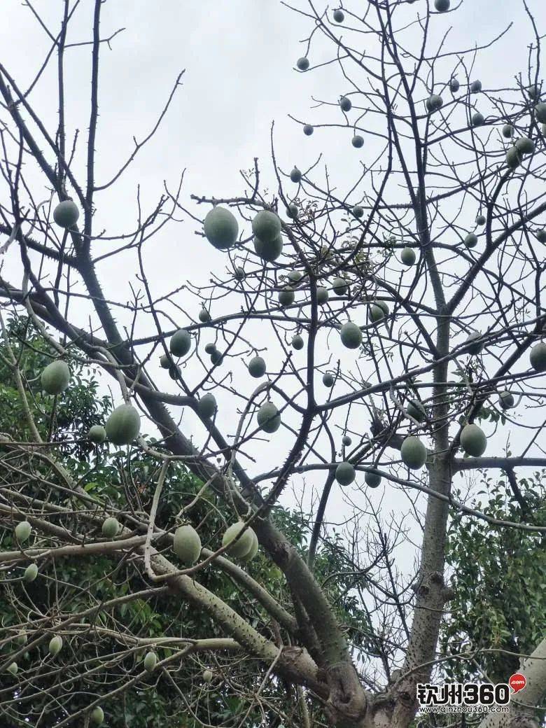 在城东市场门口的异木棉满树的果子,看起来很饱满的,胖胖的,真想吃一