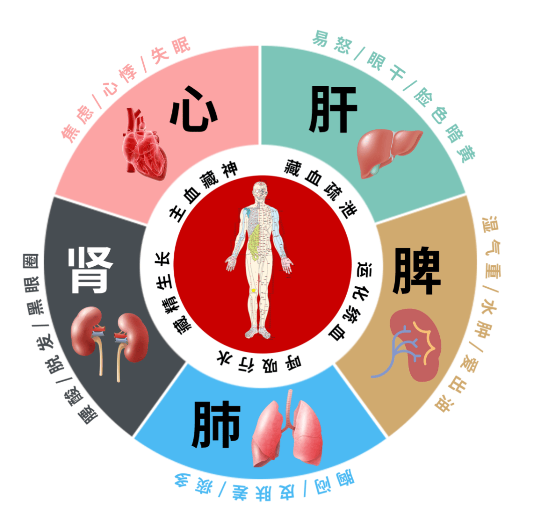 脾脏不好百病生,养好脾脏少生病!_脾胃_症状_功能