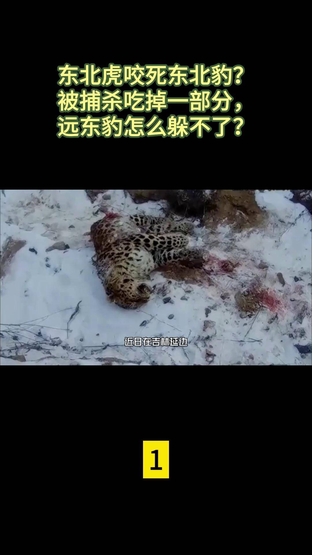 老虎咬死豹子图片