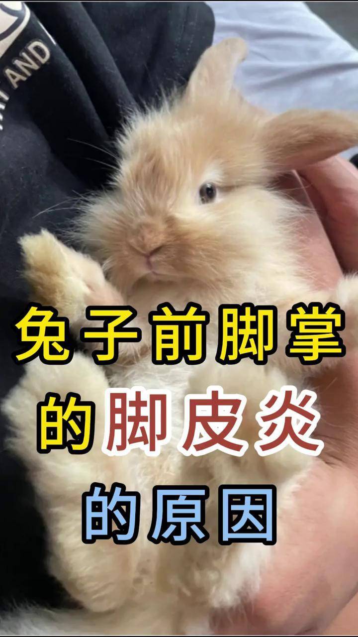兔子前脚掌的脚皮炎的原因科学养宠攻略兔子萌宠好物萌宠vlog