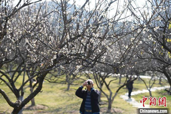 萝岗香雪公园赏花时间图片