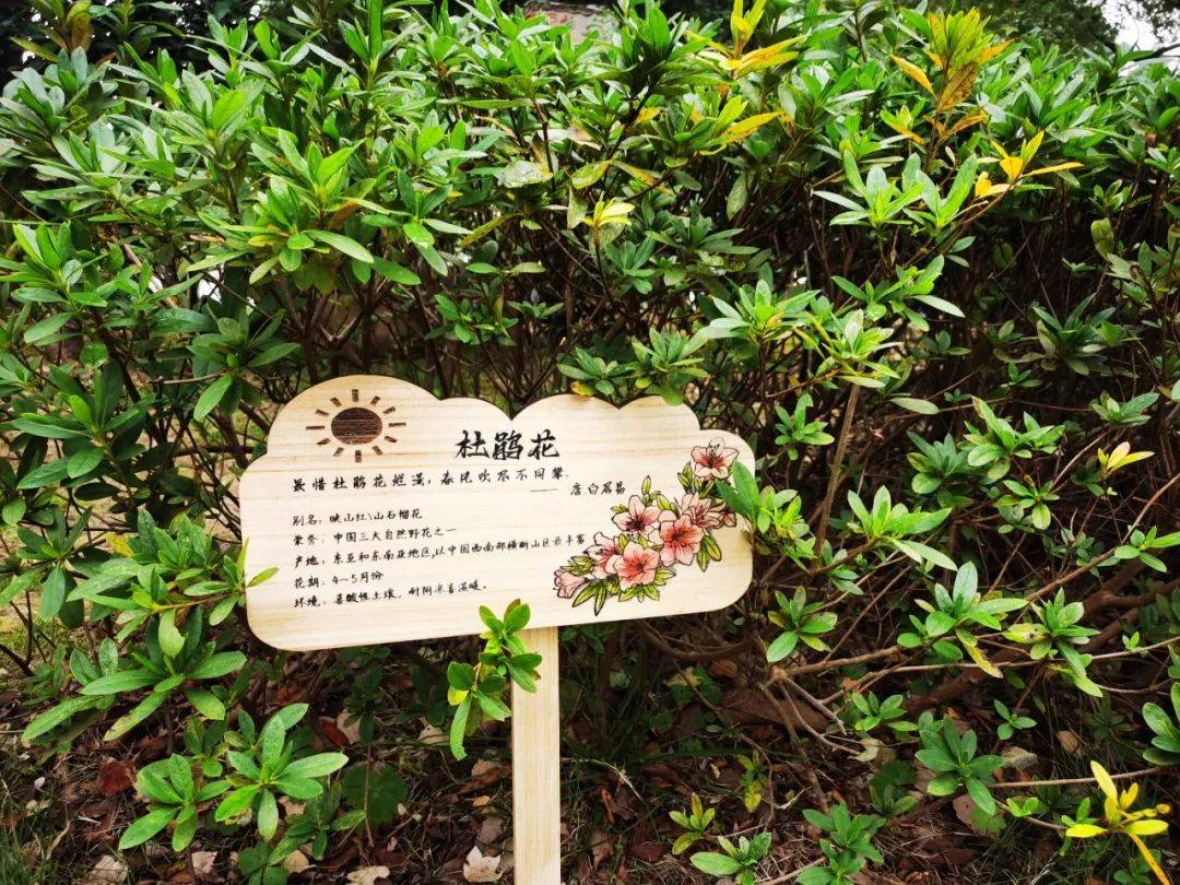 我和植物有个约会