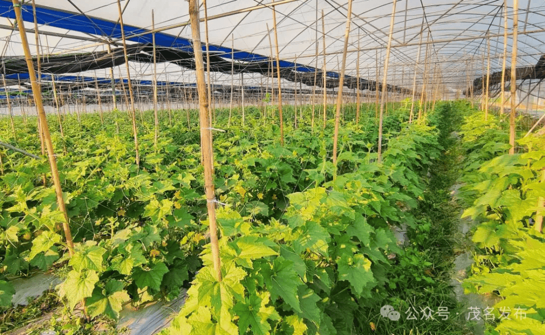 茂南区:着力打造"五良"标杆农民专业合作社