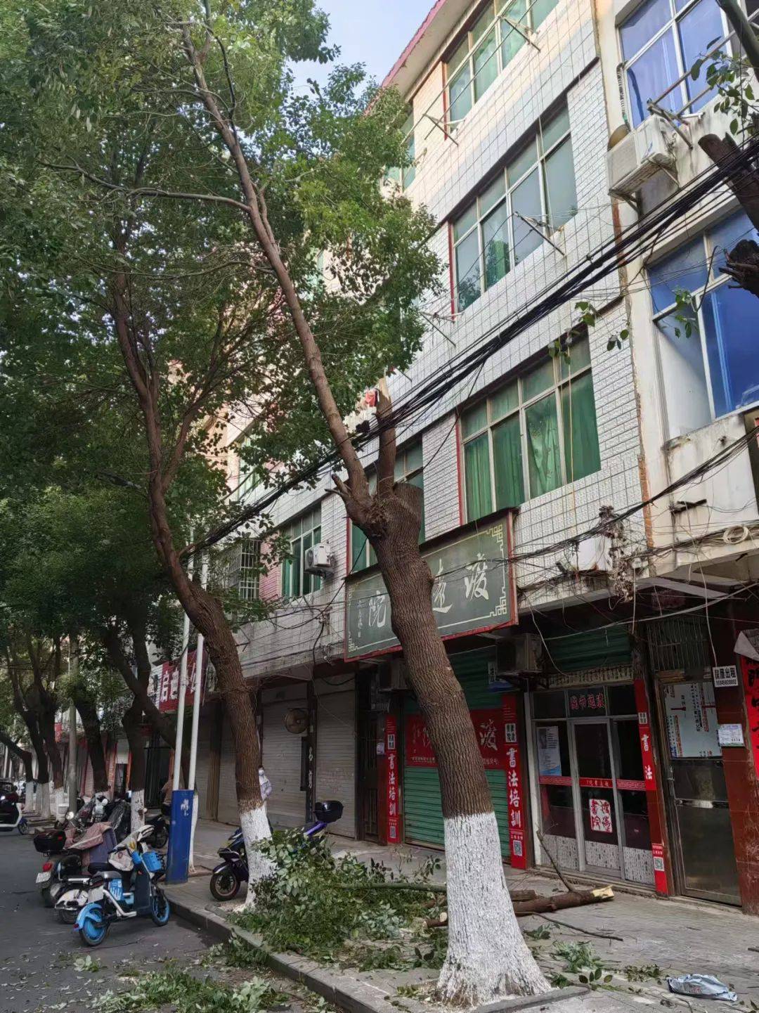 都昌县城管局：查处首例违反《九江市城市绿化管理条例》案