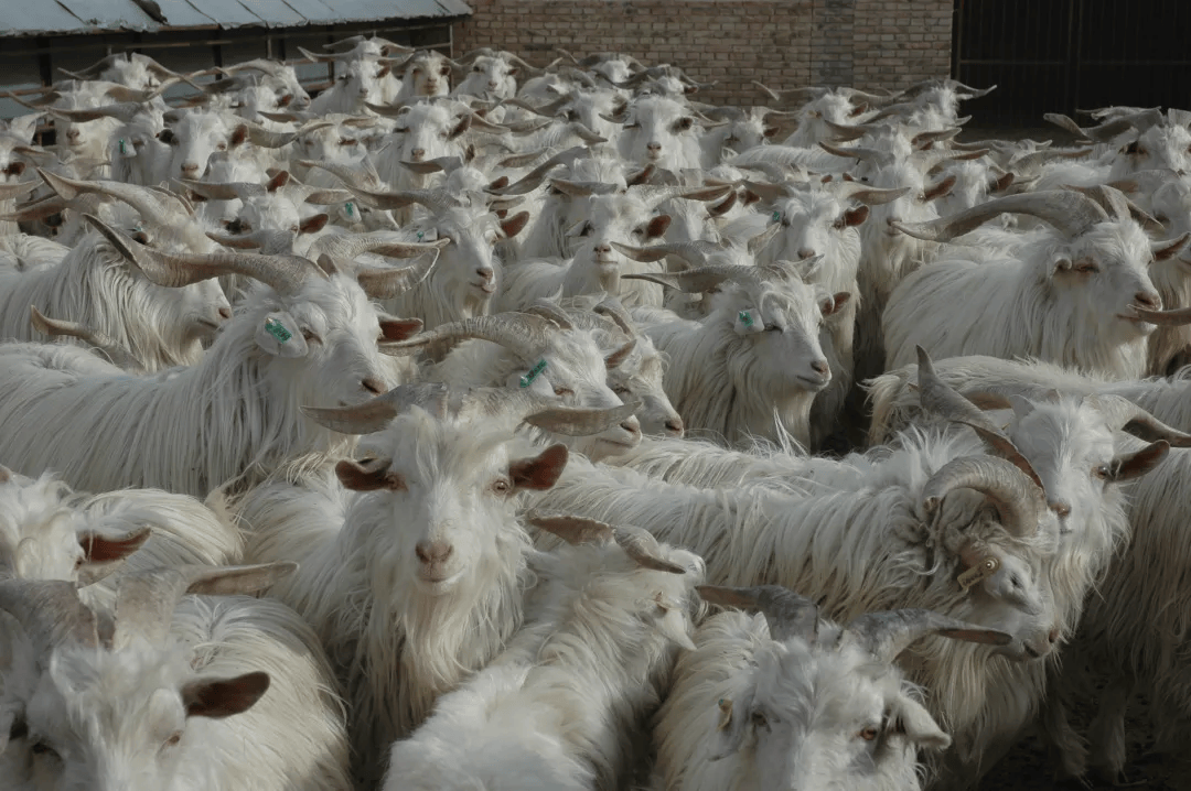 榆林绒山羊品种全方位优化