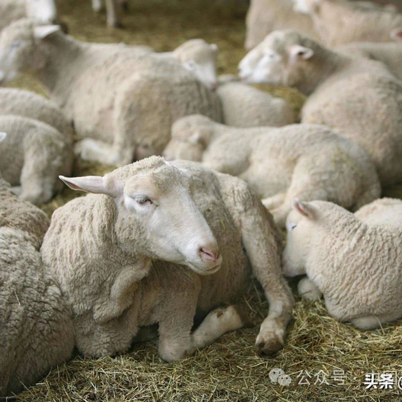 羊出现羊痘用什么药疗效最好?羊得羊痘怎么办?养羊人快来学_羊进行_病毒_疾病