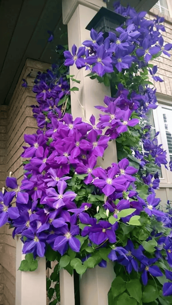 几种特殊的"紫色花",养在家里格外有气质,天天"紫气东来"!