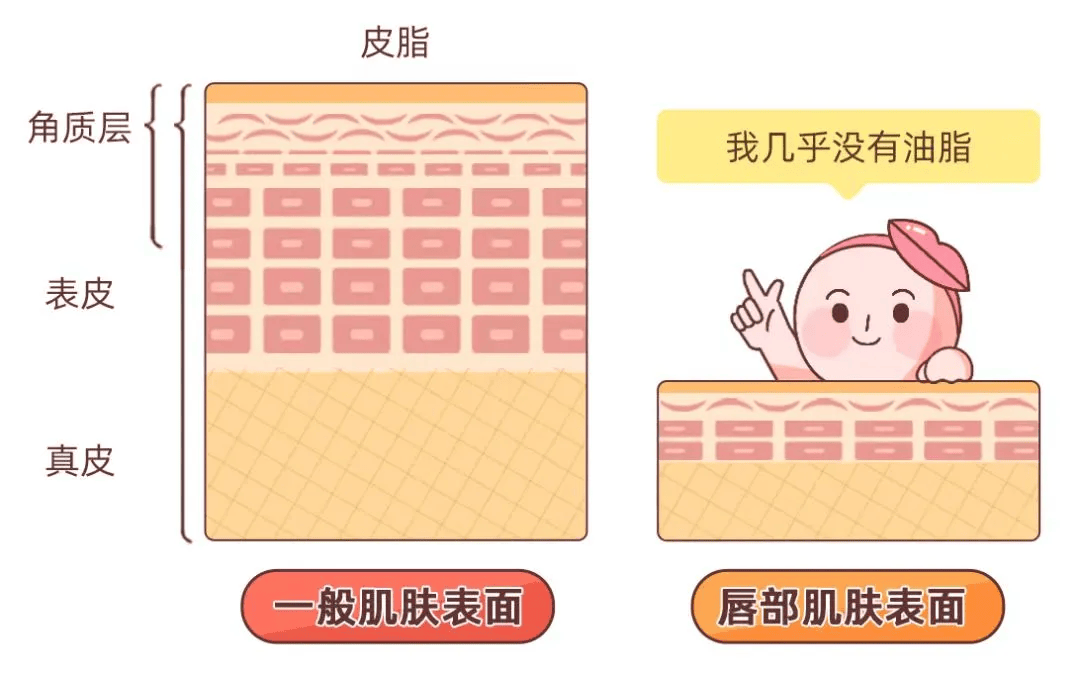 唇膏效应(唇膏的优势)