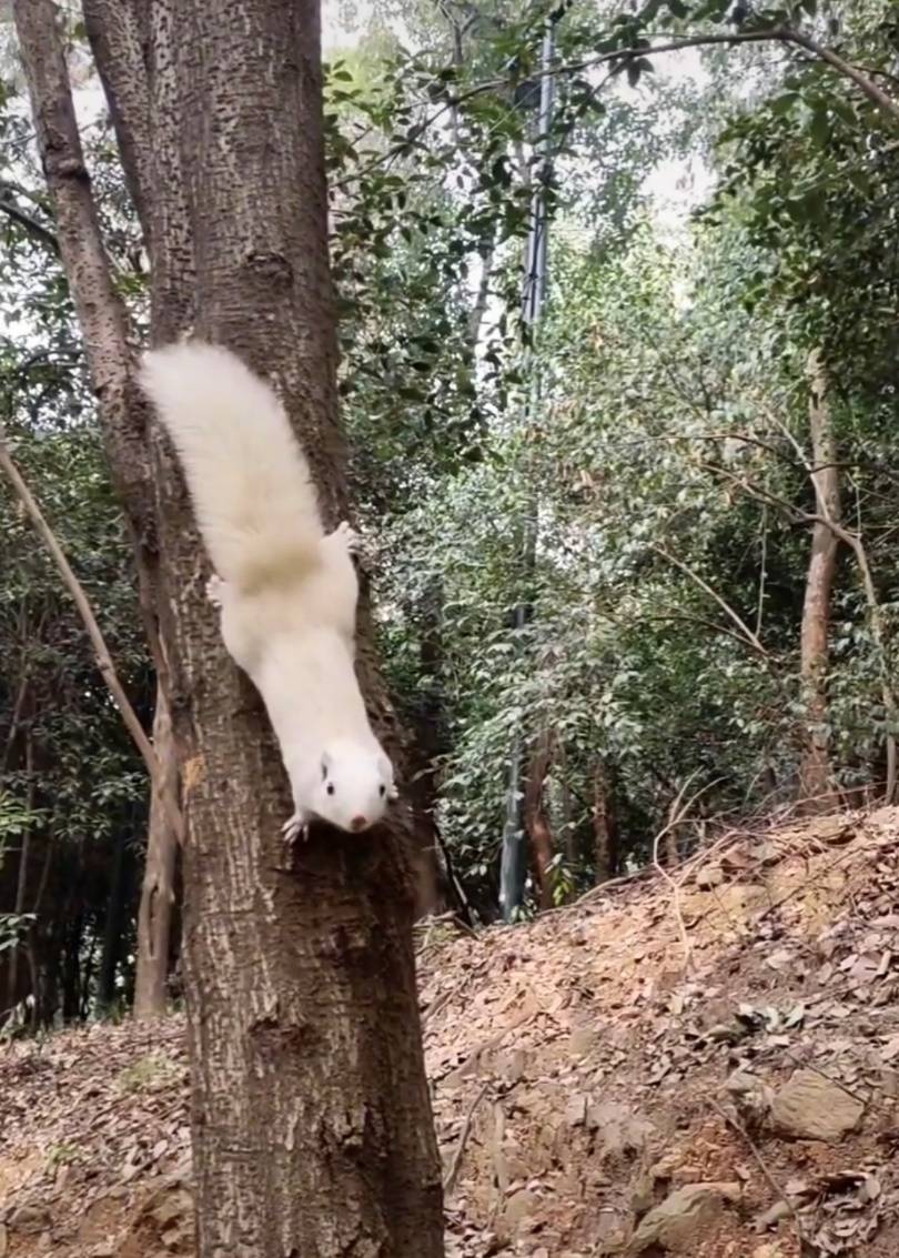 武汉一公园的白色松鼠火了!
