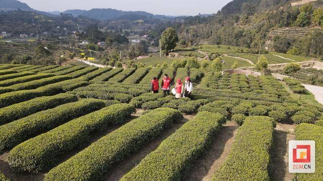 一竞技注册荣县：全力打造茶叶现代农业园区 推动茶产业升级发展(图3)