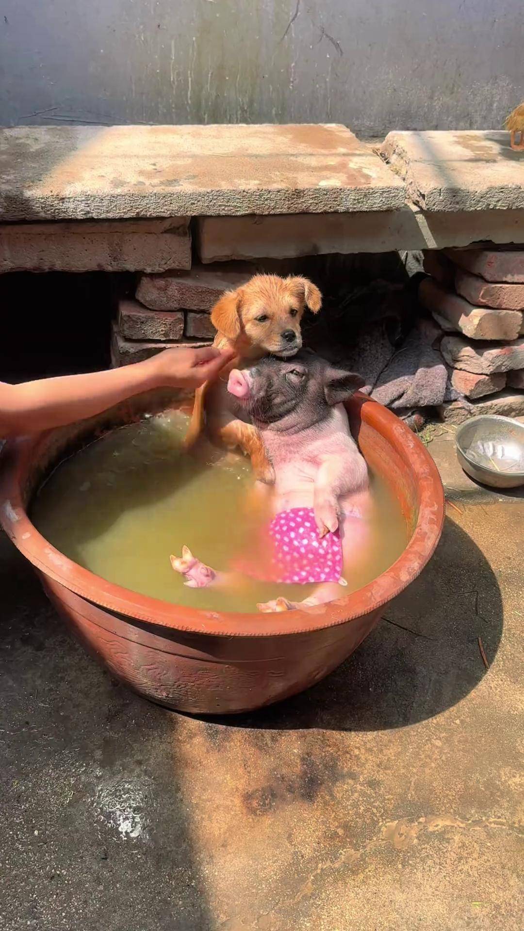 天气炎热给猪朋狗友洗澡降温 萌宠出道计划 狗狗 金太阳原创