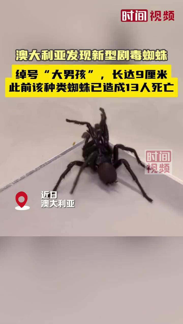 澳大利亚发现新型剧毒蜘蛛:绰号"大男孩",长达9厘米