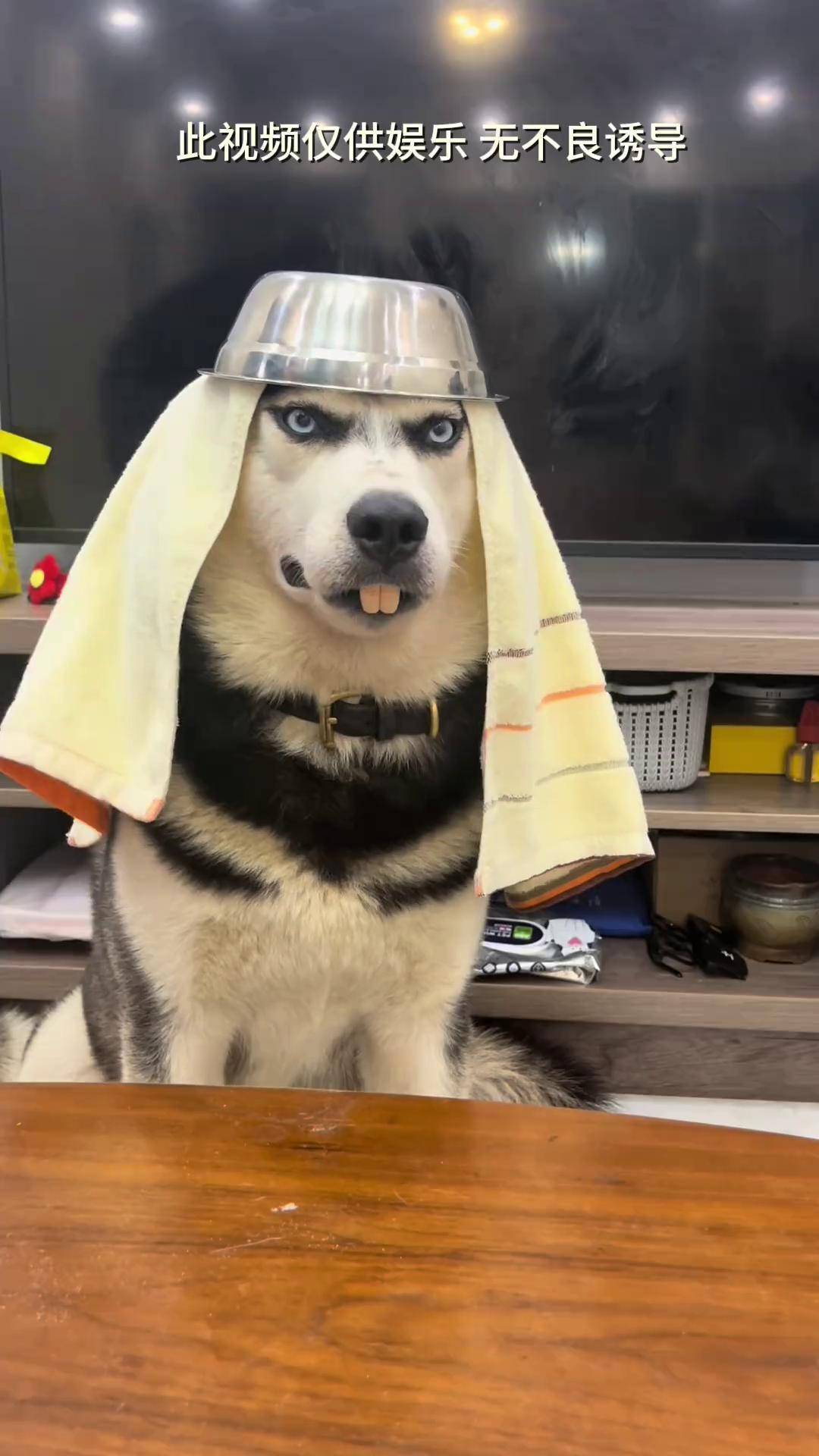 养狗就是用来玩的 看一遍笑一遍 哈士奇萌宠出道计划 万物可爱计划