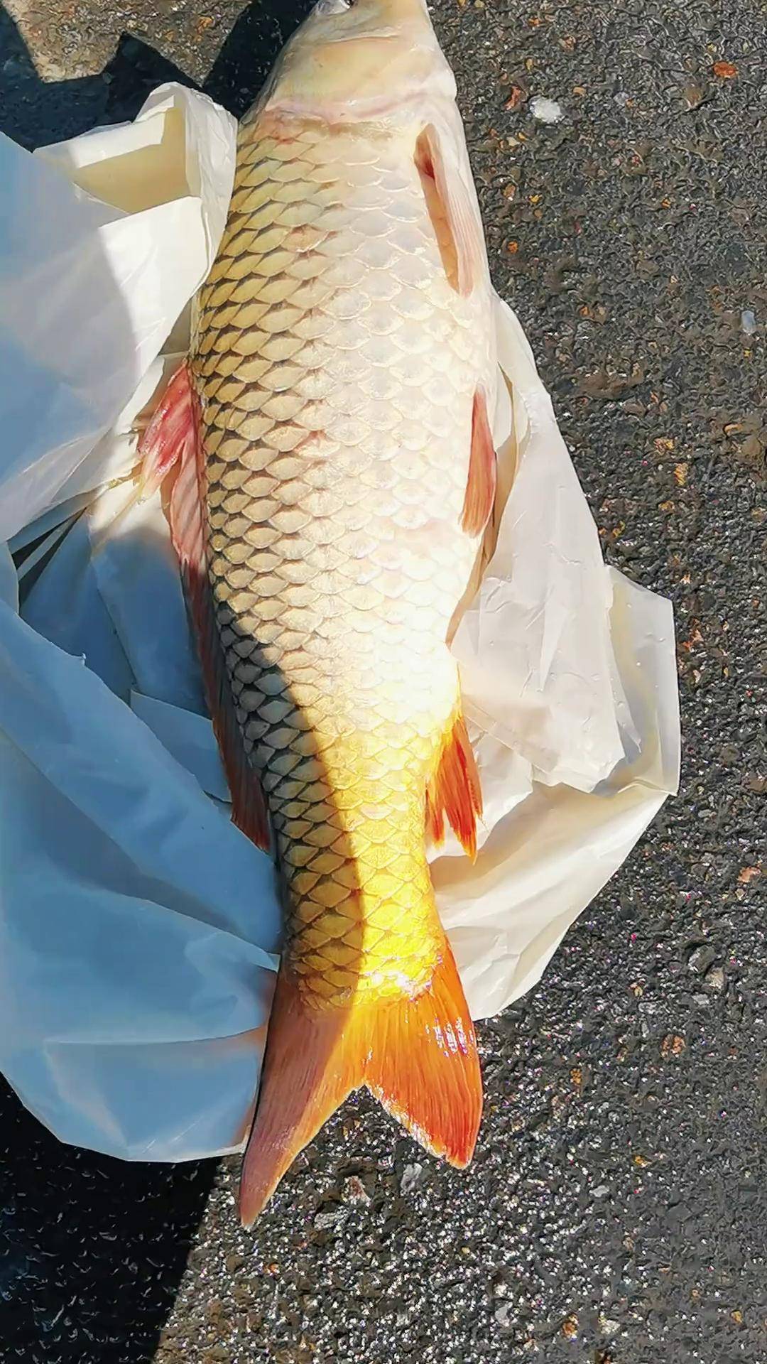 黄河大鲤鱼真漂亮,太少见了 黄河大鲤鱼 黄河 黄河鲤鱼 黄河鲤鱼 黄河