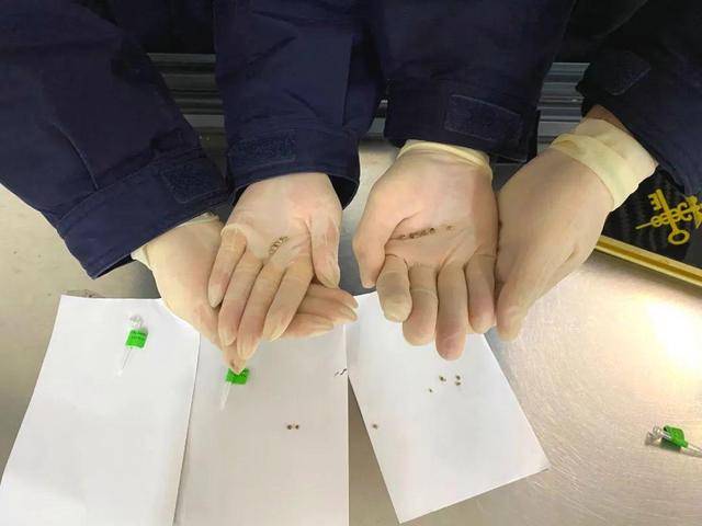 南昌昌北機場海關在郵遞渠道查獲17粒大麻種子