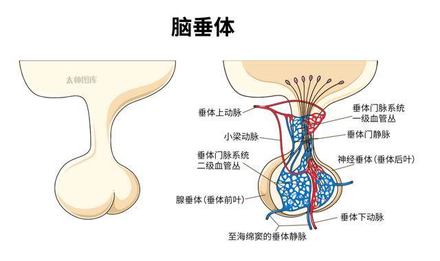 儿童脑垂体大小对照表图片