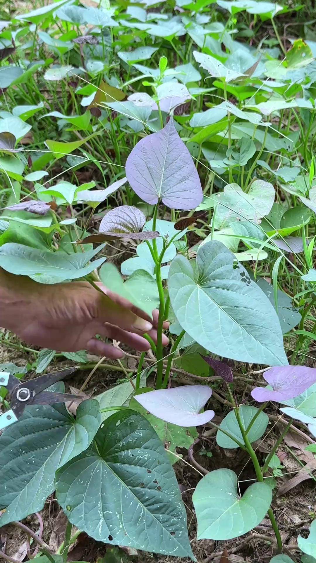 你了解农村的红薯杆吗?