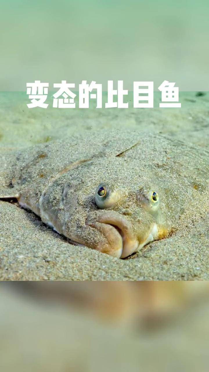 比目鱼:一条从小做过眼球移植手术的鱼比目鱼