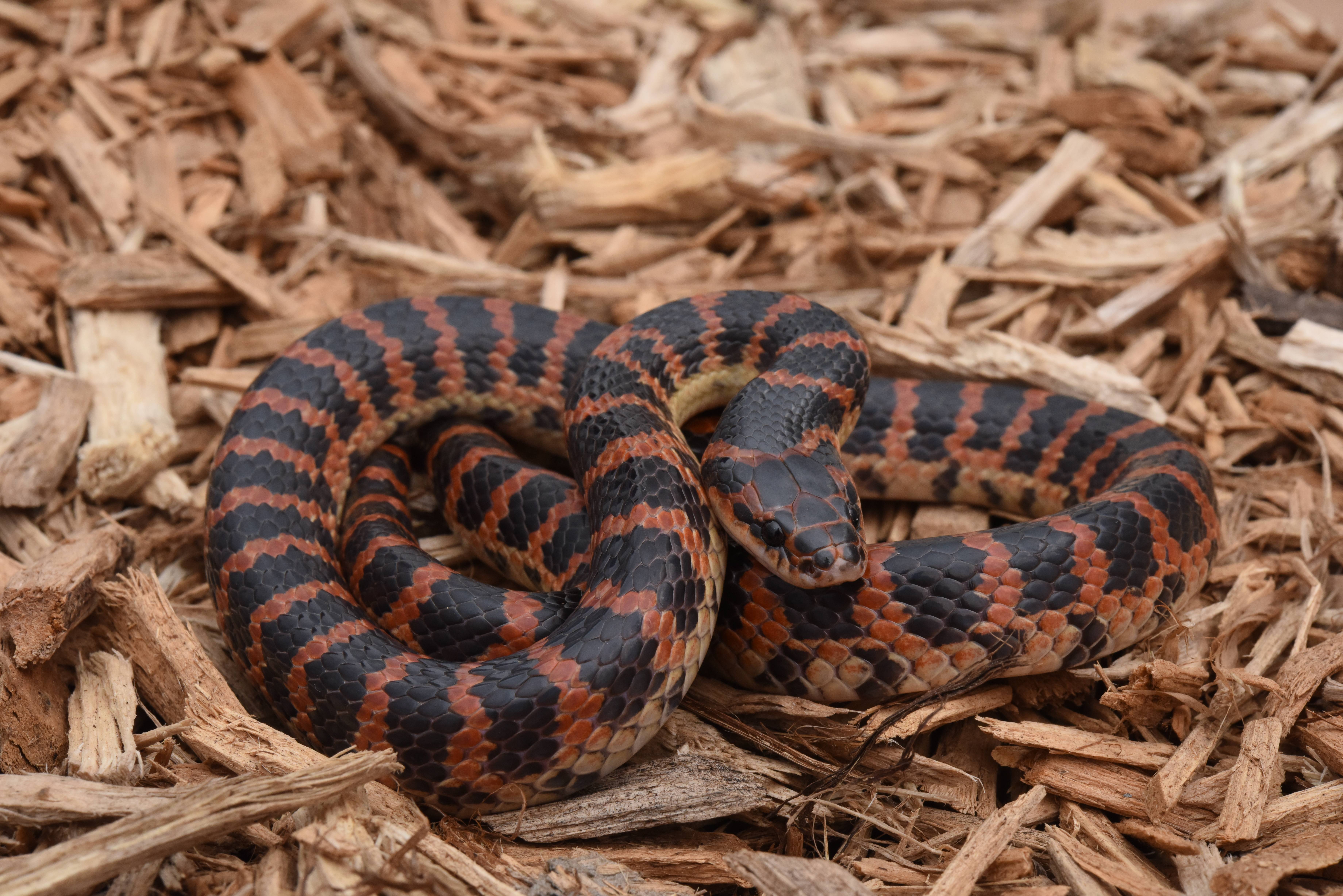 张路杨 摄团花锦蛇.史静耸 摄国家自然博物馆展出的王锦蛇标本