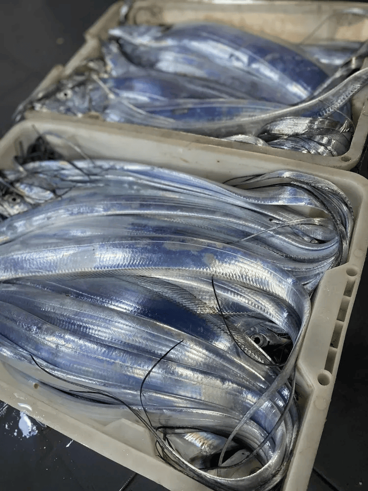 带鱼为什么有的特别便宜为什么在线