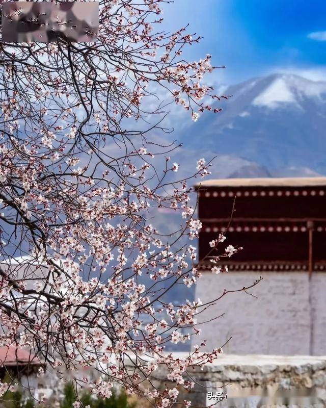 帕邦喀寺：春日桃花盛景中的千年古寺，帕邦喀寺桃花季：邂逅历史与春光的交融
