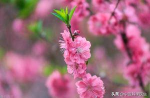 中药界“高级抗生素”——桃枭，能治病，能辟邪，有5大药用功效_临床_桃子_桃树