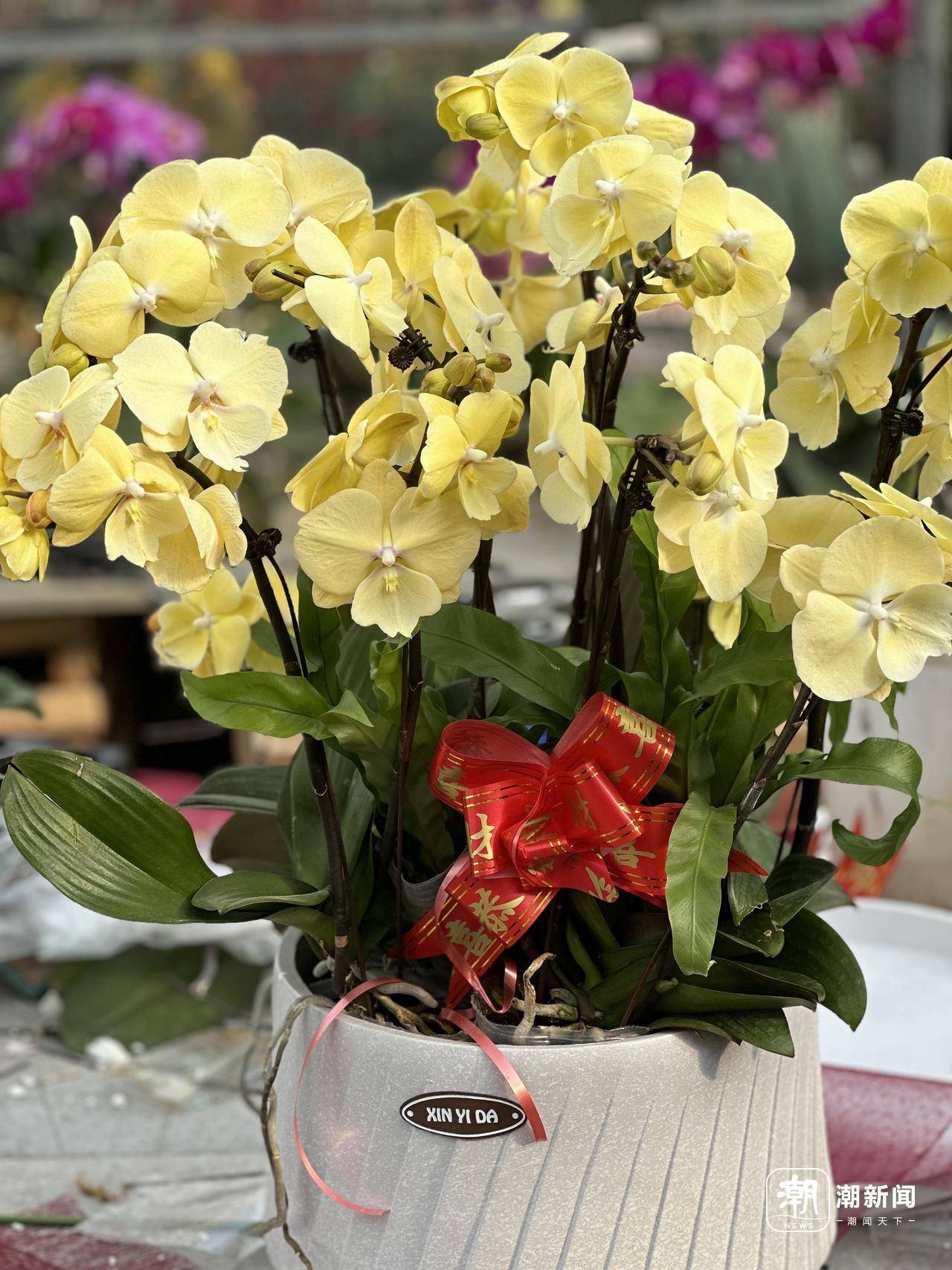 设计师花园展区鲜切花园艺馆…… 2025萧山花木节最新剧透来啦(图5)