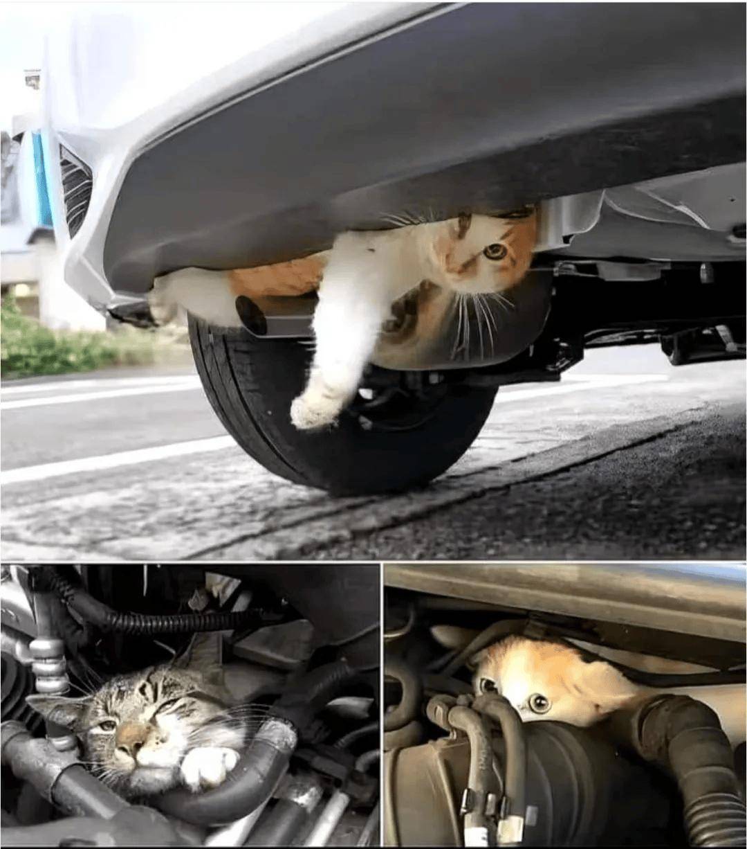 猫gif液体