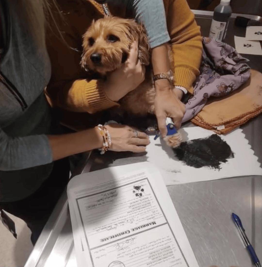 同时他们的狗贝拉·罗斯bella rose患上了威胁生命的肿瘤