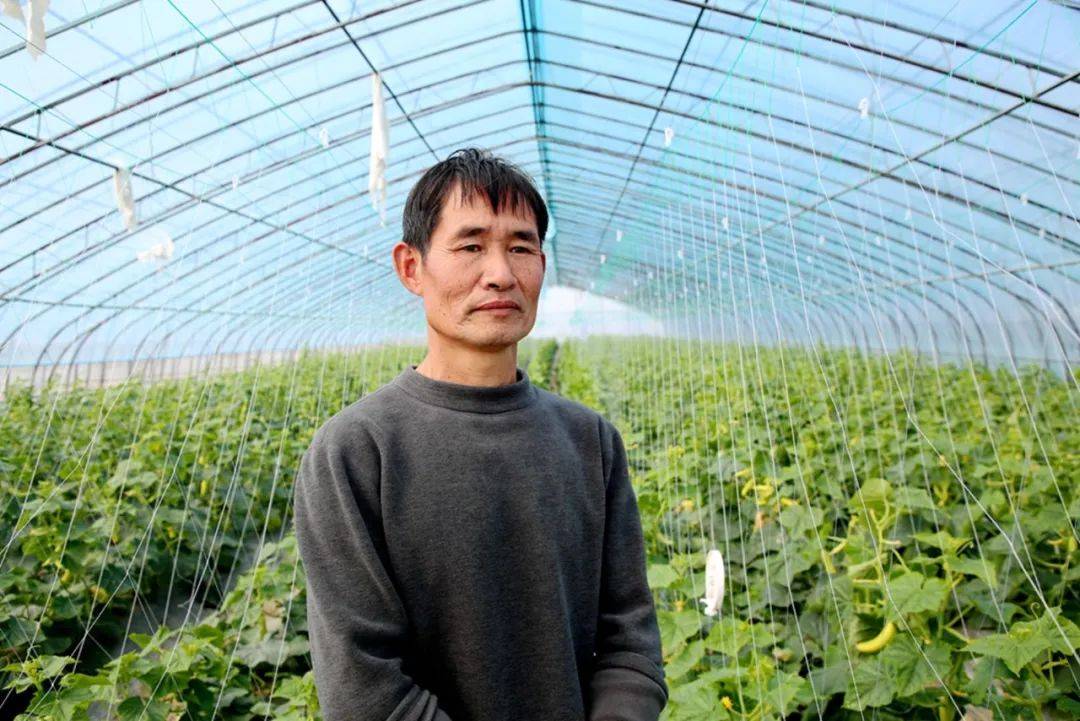 会昌这里的水果开云体育平台黄瓜抢“鲜”上市(图1)
