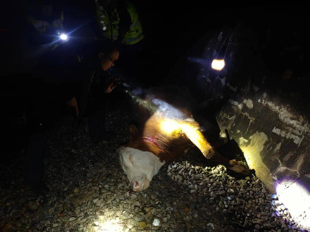 九龙_疯牛_特警