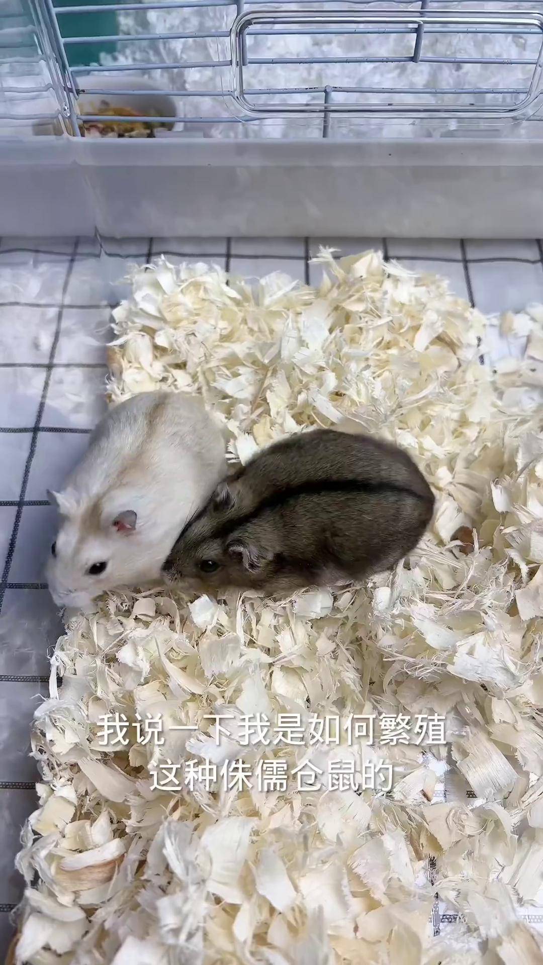 仓鼠侏儒仓鼠 侏儒仓鼠确定不打架生鼠宝宝可以不用分开