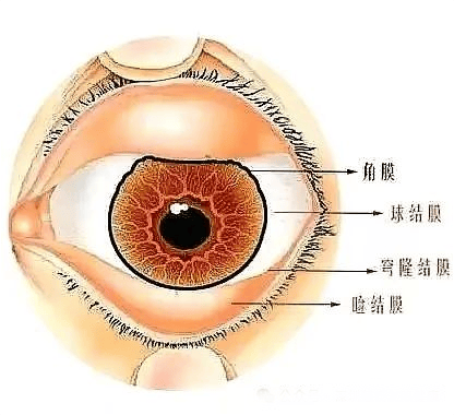 球员郭艾伦眼睛缝了四十多针！结膜受伤会导致失明吗？