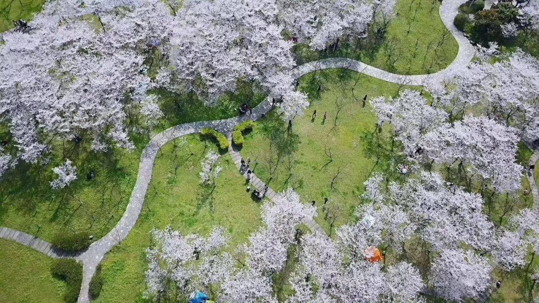 春日团队定制·樱花︱浪漫宛委山赏樱花 绍兴书圣故里追寻王羲之的