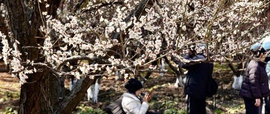 【探索】本周末，世纪公园梅花或迎来最佳观赏期！热门拍照点位在这里→_江梅_绿萼_花瓣