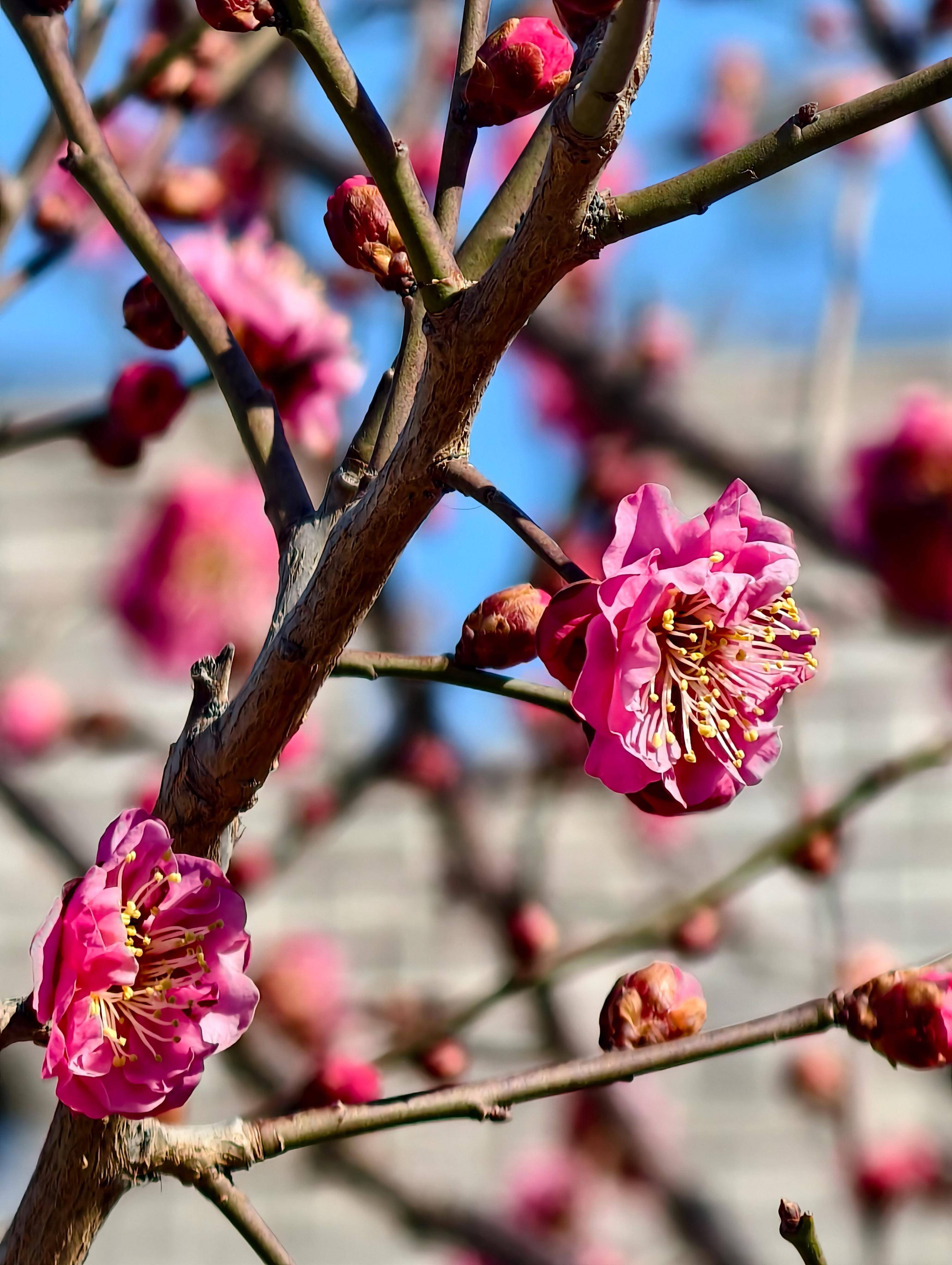 梅香如故:明城墙下梅花初绽