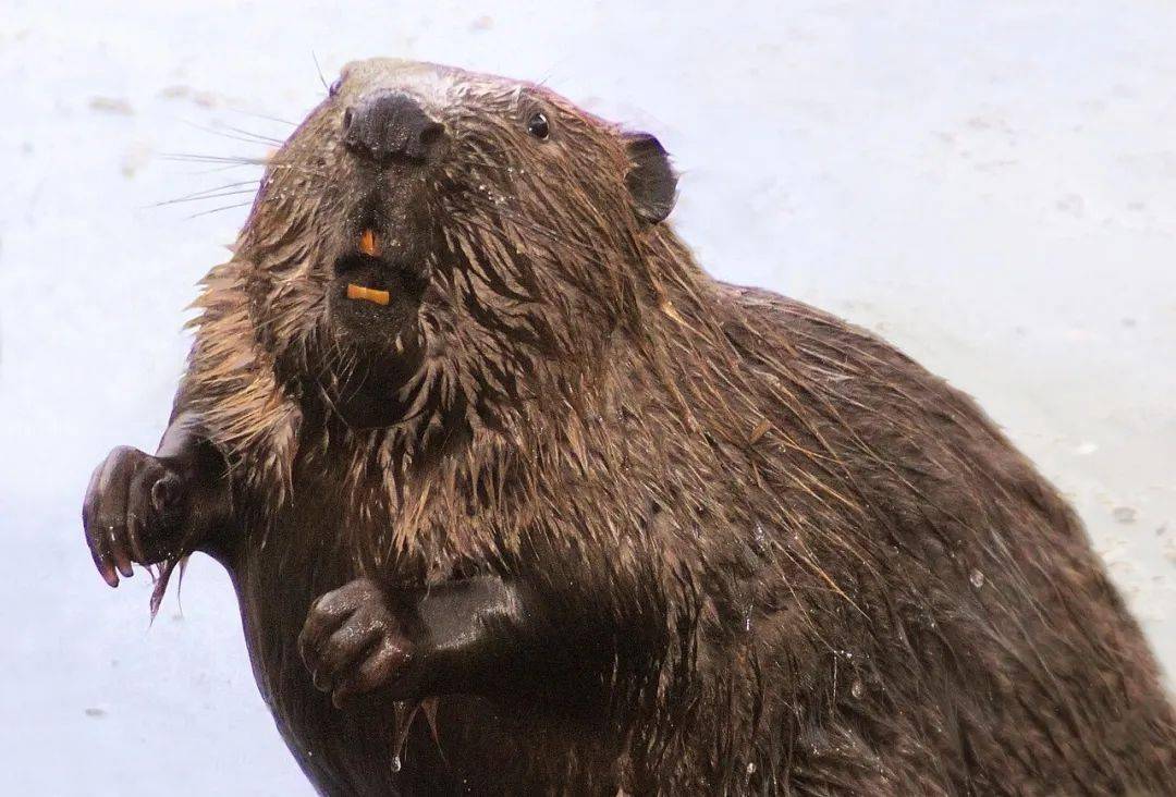 8 只河狸2 天建好捷克拖了7 年的水坝”，这“河狸”吗？？_搜狐网