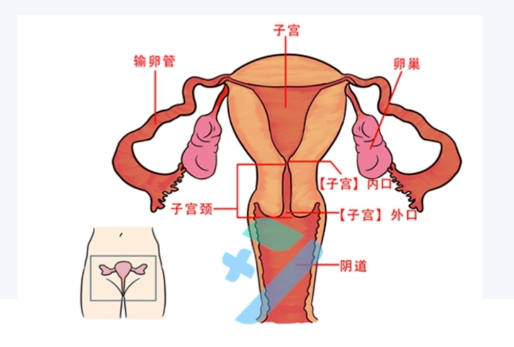 科普| 重视宫颈检查,护佑女性健康