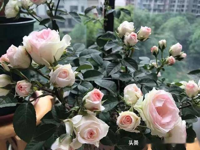 2月末，适合阳台养的5种月季推荐