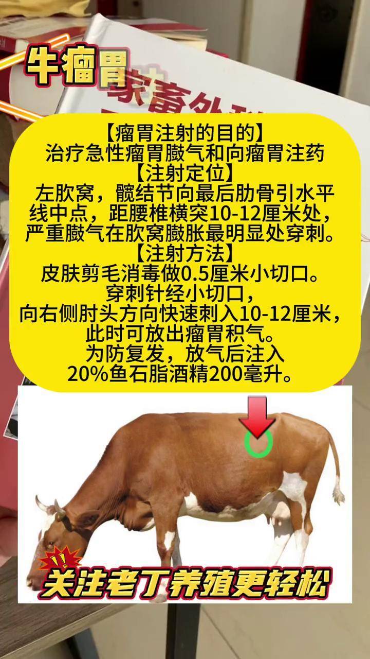 牛瘤胃注射操作规程 兽医 兽药 养殖技术 科学养牛 养牛人